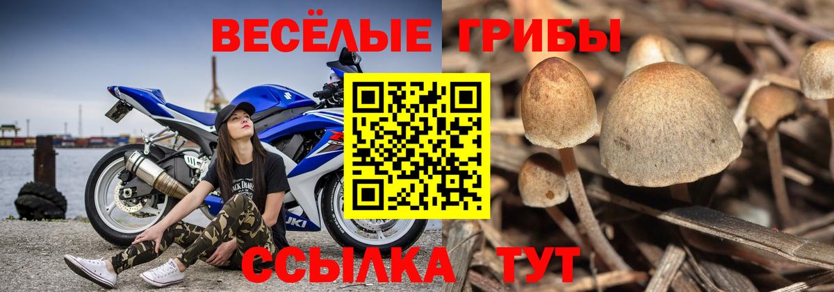 Пермь  Галлюциногенные грибы Psilocybine cubensis  Псилоцибиновые грибы прущие грибы  Вход с VPN 